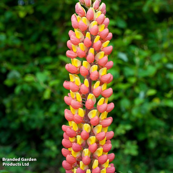 Lupin 'Gladiator'