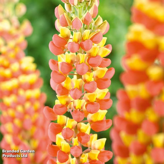 Lupin 'Gladiator'