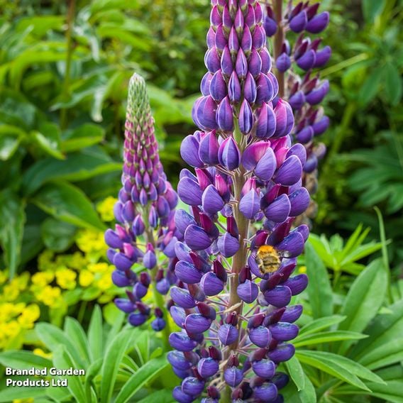 Lupin 'Legendary Blue Shades'