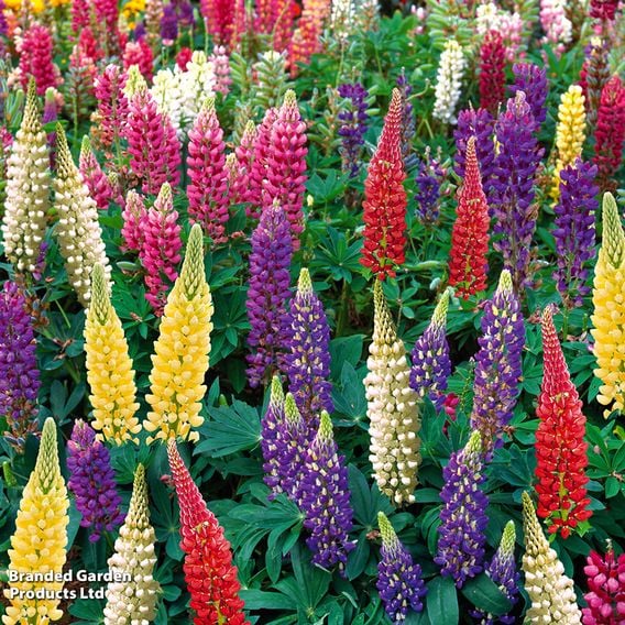 Lupin 'Legendary Hybrids Mix'
