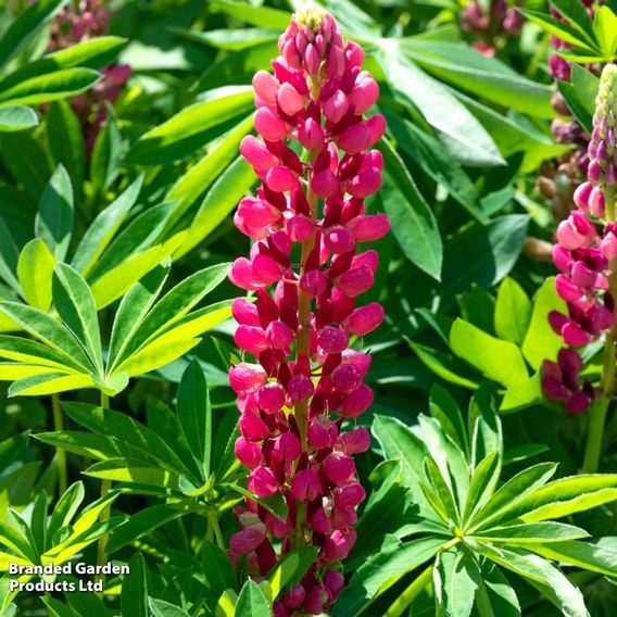 Lupin 'Legendary Red Shades'