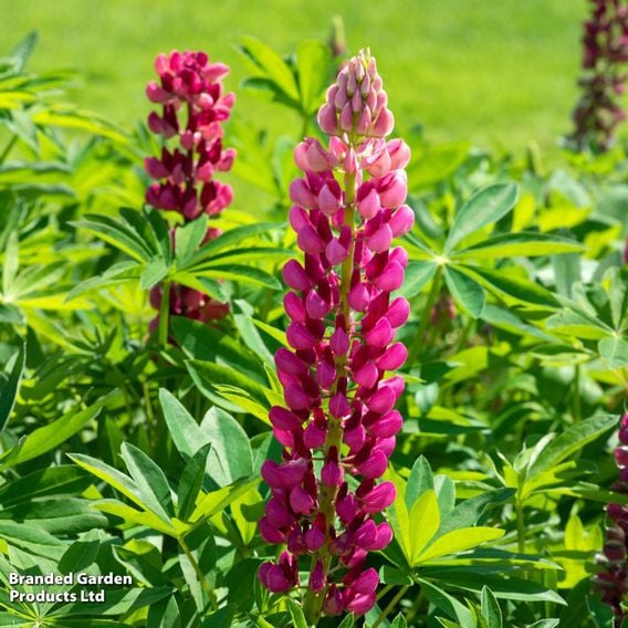 Lupin 'Legendary Red Shades'