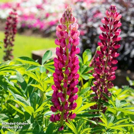 Lupin 'Legendary Red Shades'