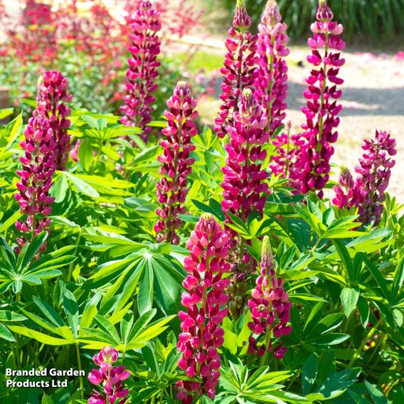 Lupin 'Legendary Red Shades'