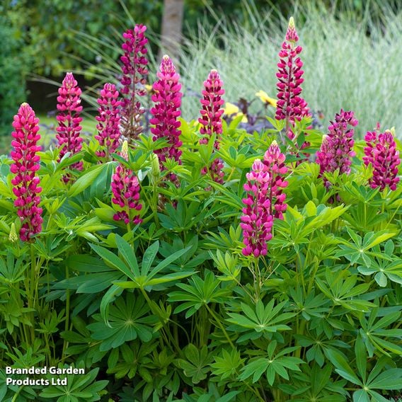 Lupin 'Legendary Red Shades'