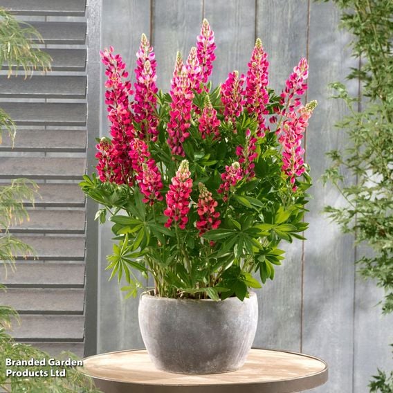 Lupin 'Legendary Red Shades'