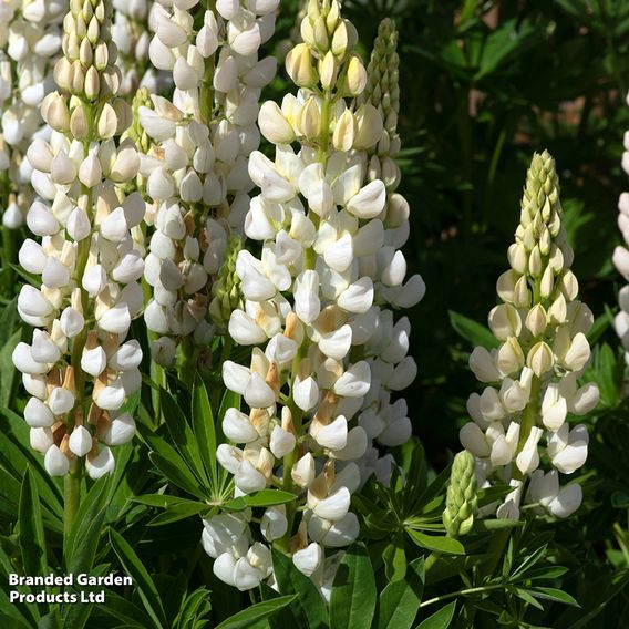 Lupin 'Legendary White Shades'