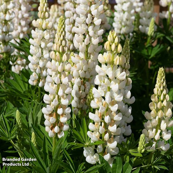 Lupin 'Legendary White Shades'