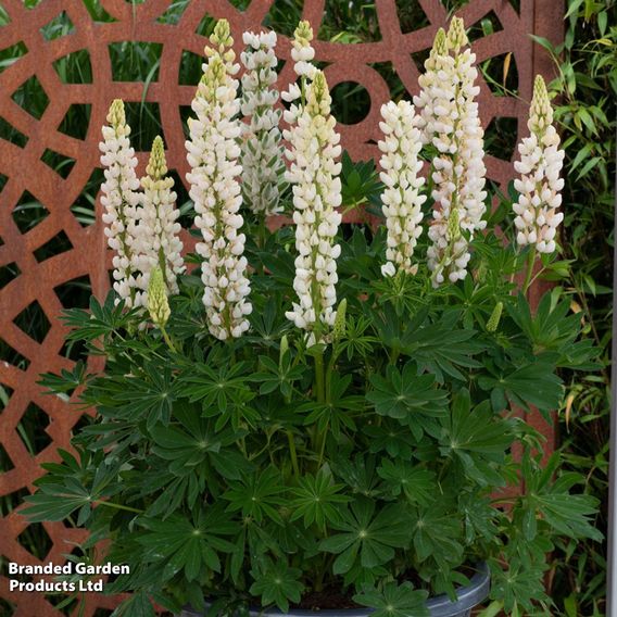 Lupin 'Legendary White Shades'