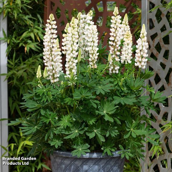 Lupin 'Legendary White Shades'