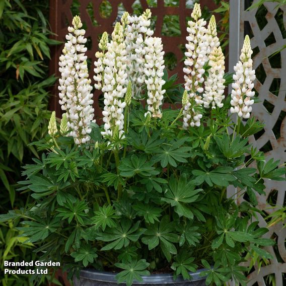 Lupin 'Legendary White Shades'