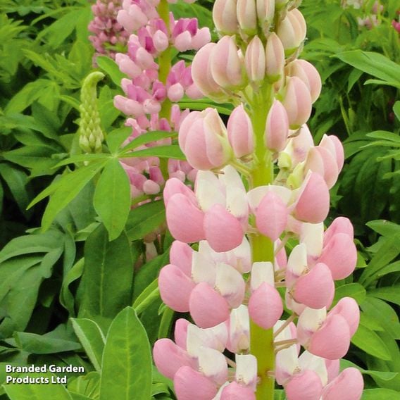 Lupin 'Lupini Pink'