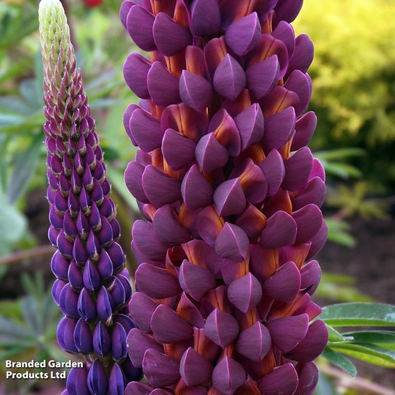Lupin 'Masterpiece'