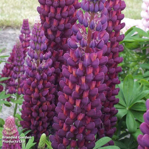 Lupin 'Masterpiece'