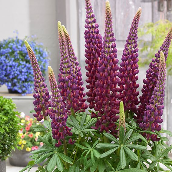 Lupin 'Masterpiece'