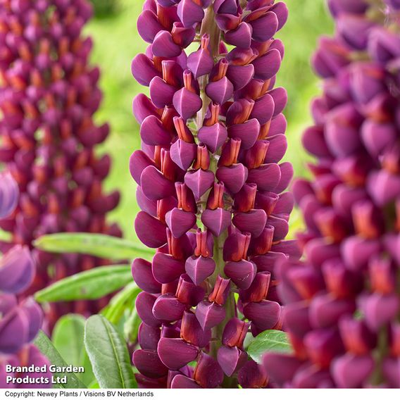 Lupin 'Masterpiece'
