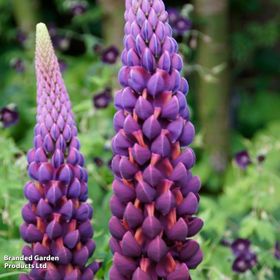 Lupin 'Masterpiece'