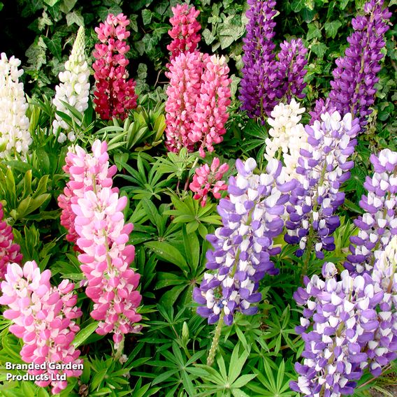 Lupin 'Mini Gallery Extra Mixed' - Seeds
