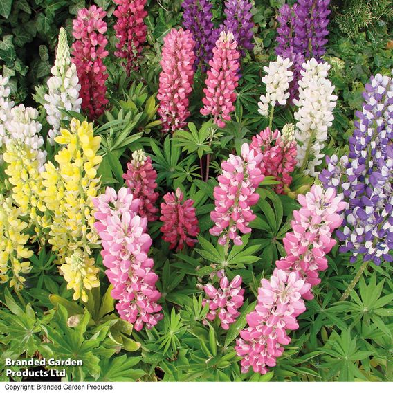 Lupin 'Mini Gallery Extra Mixed' - Seeds