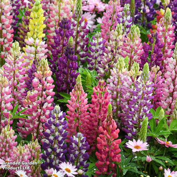 Lupin 'Russell Hybrids Mixed'