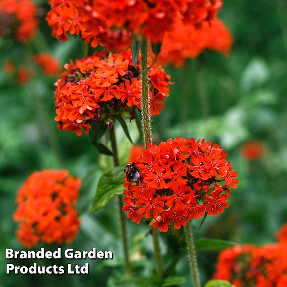 Lychnis chalcedonica