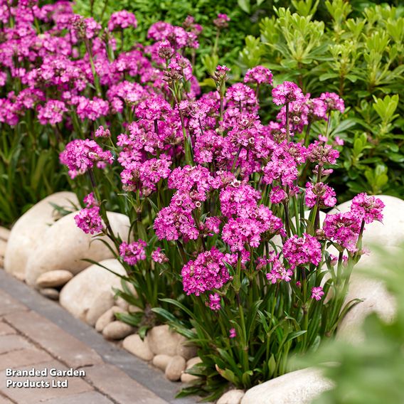 Lychnis viscaria 'Cherry Bubble'