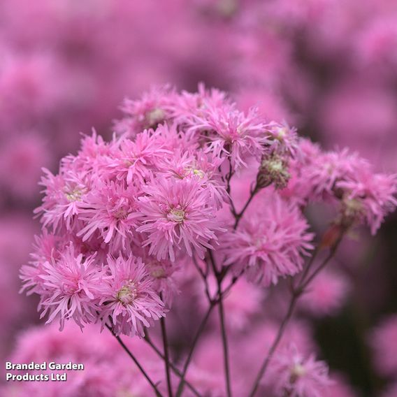 Lychnis flos-cuculi 'Petite Jenny'