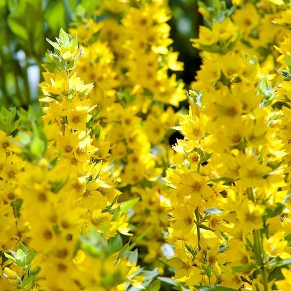 Lysimachia punctata