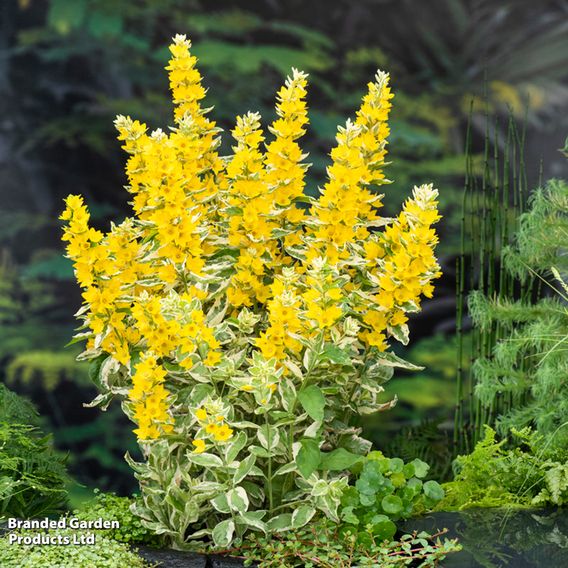 Lysimachia punctata 'Variegata' (Marginal Aquatic)