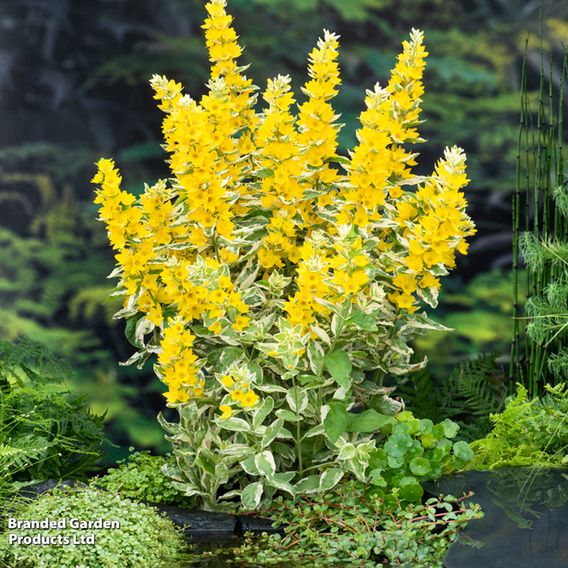Lysimachia punctata 'Variegata' (Marginal Aquatic)