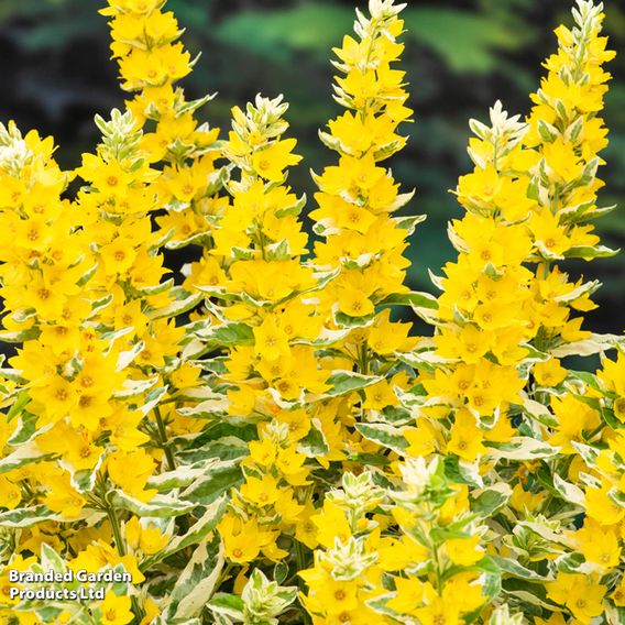 Lysimachia punctata 'Variegata' (Marginal Aquatic)