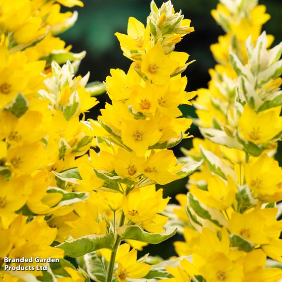 Lysimachia punctata 'Variegata' (Marginal Aquatic)