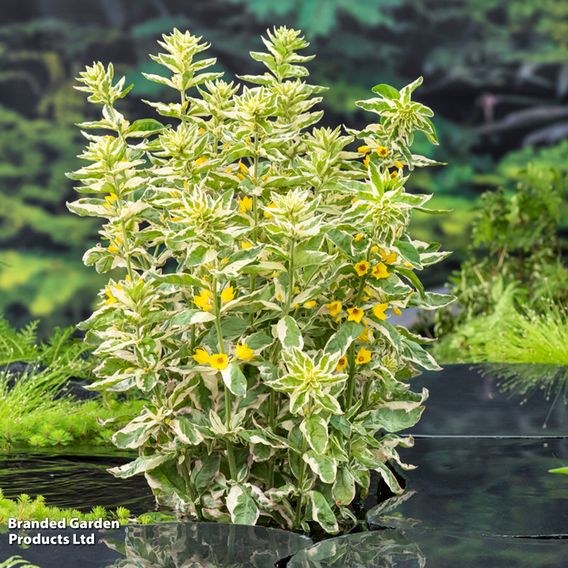 Lysimachia punctata 'Variegata' (Marginal Aquatic)