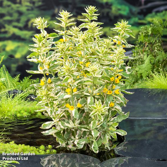 Lysimachia punctata 'Variegata' (Marginal Aquatic)