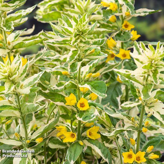 Lysimachia punctata 'Variegata' (Marginal Aquatic)