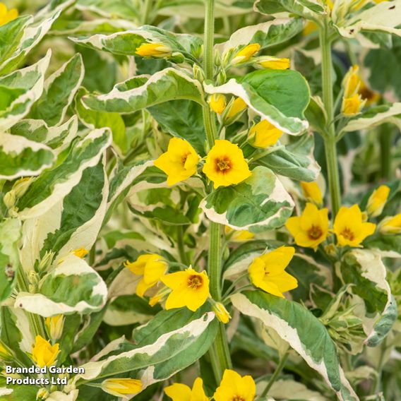 Lysimachia punctata 'Variegata' (Marginal Aquatic)