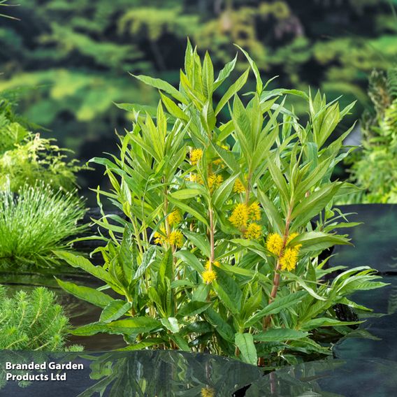Lysimachia thyrsiflora (Marginal Aquatic)