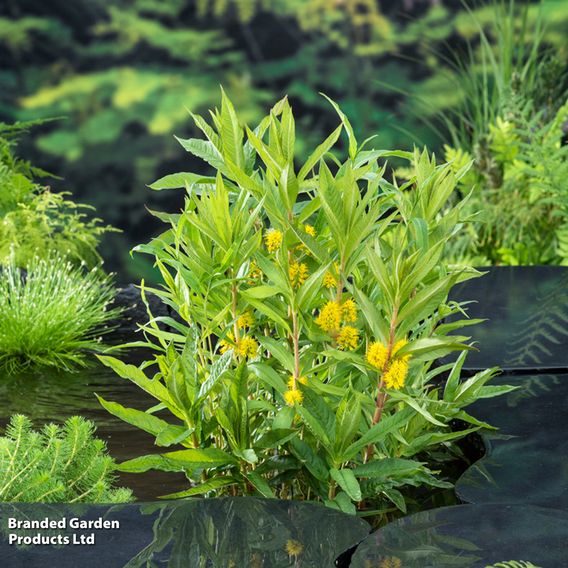 Lysimachia thyrsiflora (Marginal Aquatic)