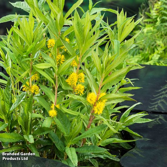 Lysimachia thyrsiflora (Marginal Aquatic)