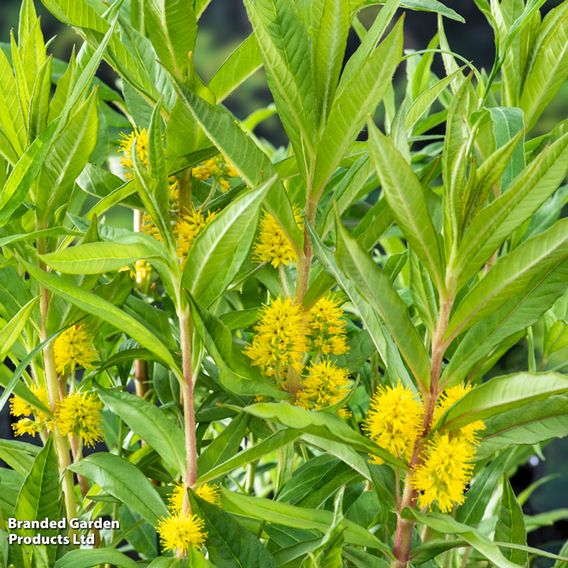 Lysimachia thyrsiflora (Marginal Aquatic)