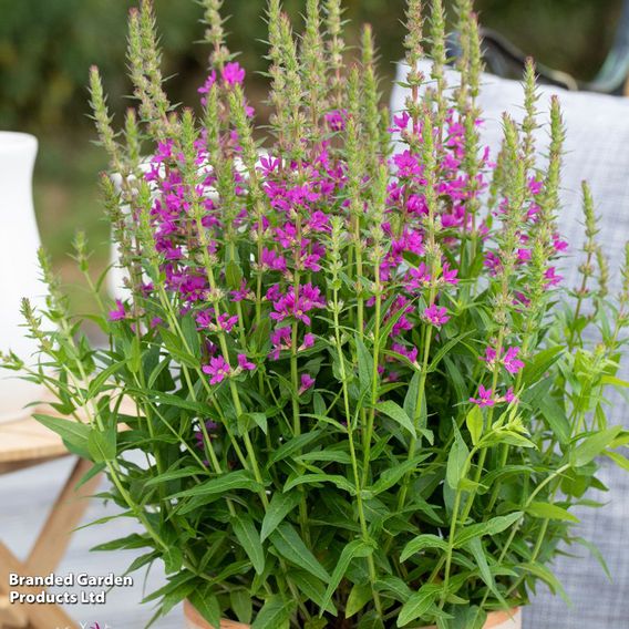 Lythrum salicaria 'Little Robert'