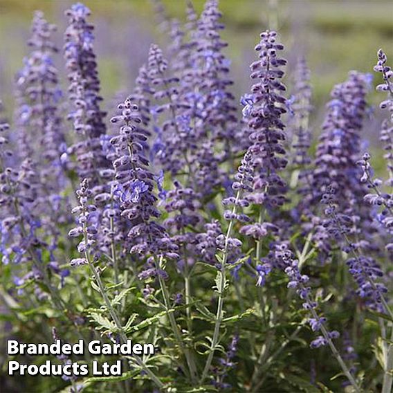 Perovskia 'Lacey Blue'