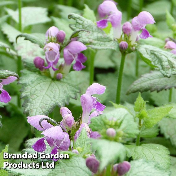 Lamium maculatum 'Pink Pewter'