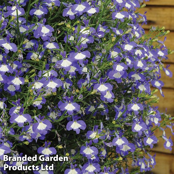 Lobelia erinus 'Waterfall Blue Ice'