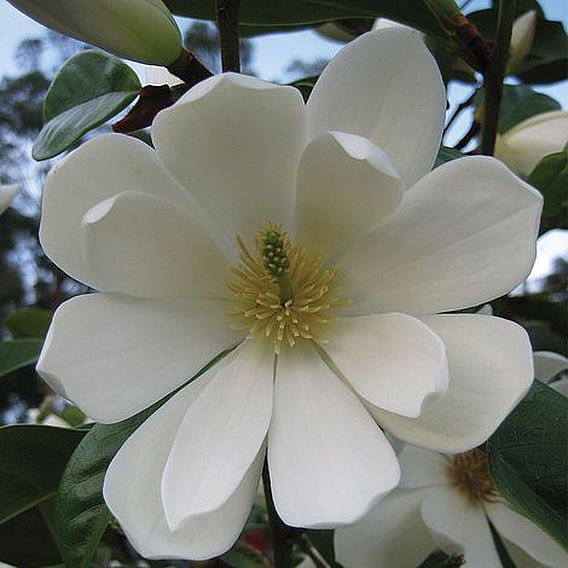 Magnolia 'Fairy Cream'