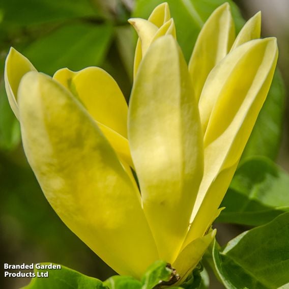Magnolia 'Daphne'