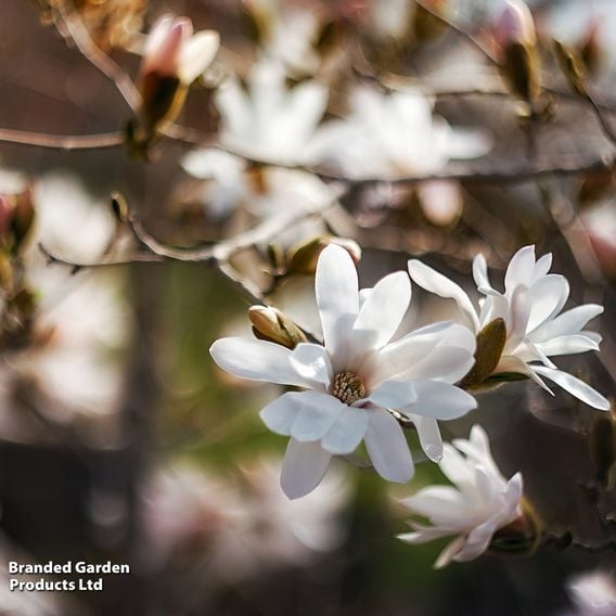Magnolia x loebneri 'Donna'