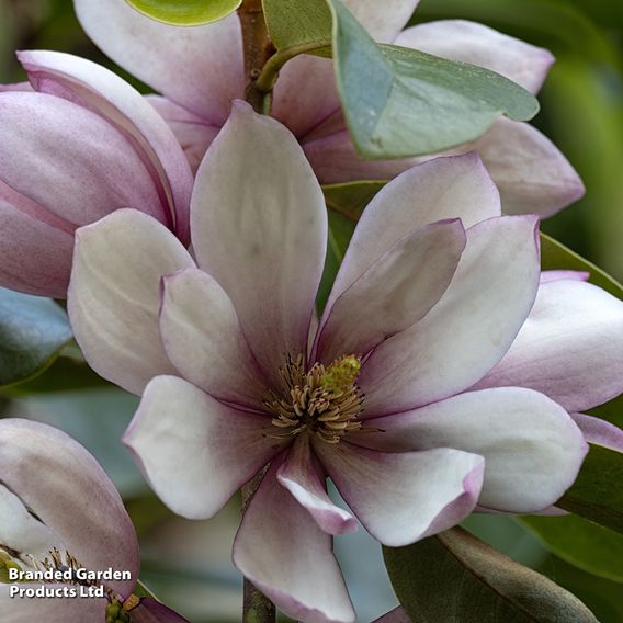 Magnolia 'Fairy Blush'