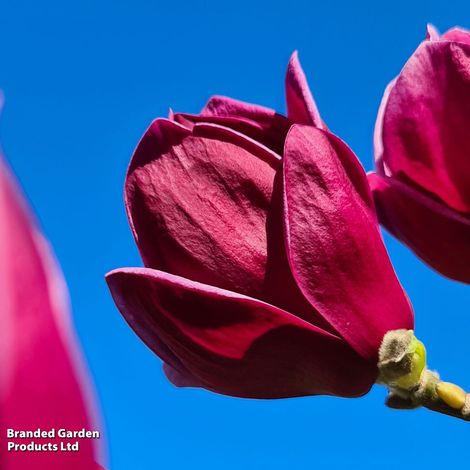 Magnolia 'Genie'