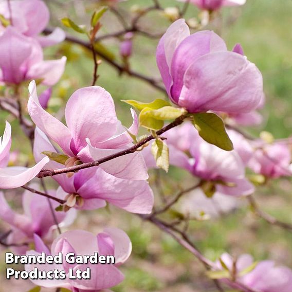 Magnolia 'George Henry Kern'